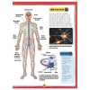 El Fascinante Cuerpo Humano - Image 3